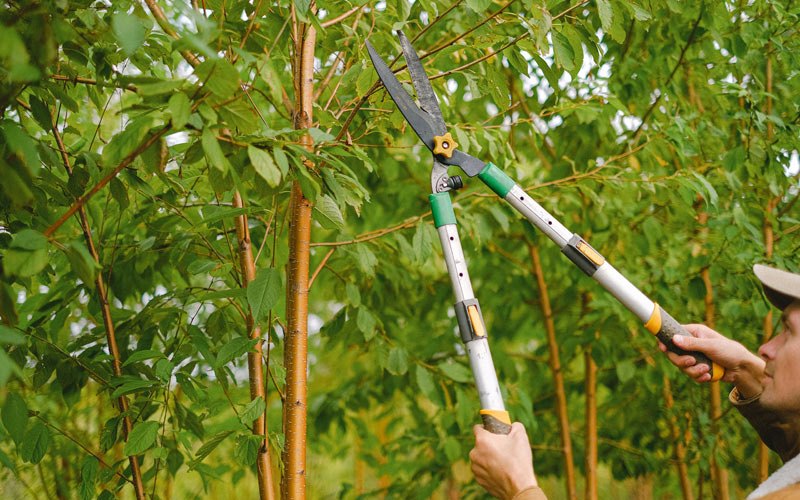 Tree trimming in Beirne, AR