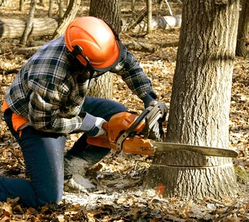 Tree Removal in Beirne, AR